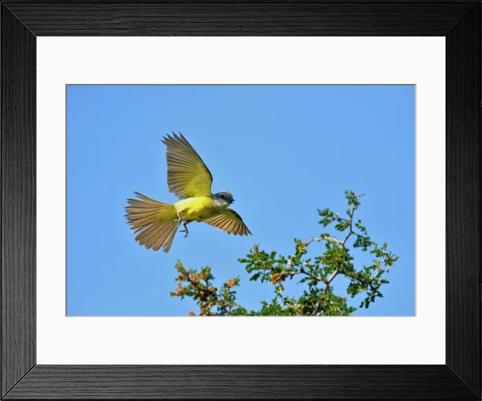 Framed Print : Couch's Kingbird (Tyrannus couchii), Rio Grande City, Texas, USA Framed Print : Couch's Kingbird (Tyrannus couchii), Rio Grande City, Texas, USA