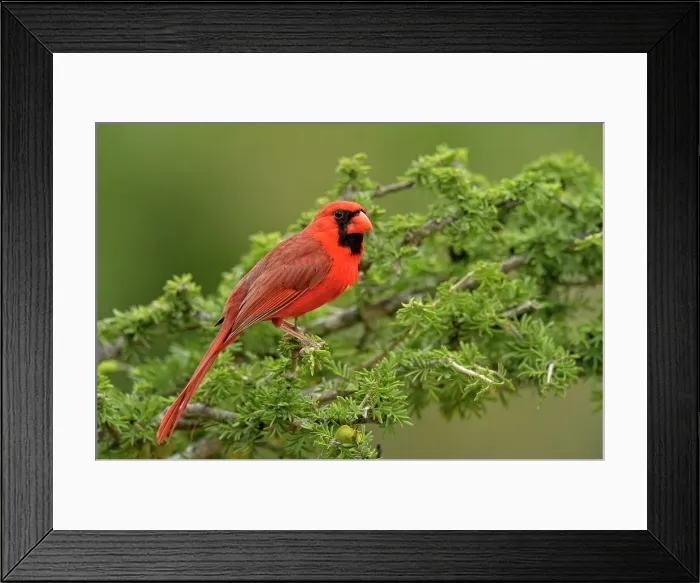 Framed Print : Northern Cardinal (Cardinalis cardinalis) Male, Rio Grande City, Texas, USA