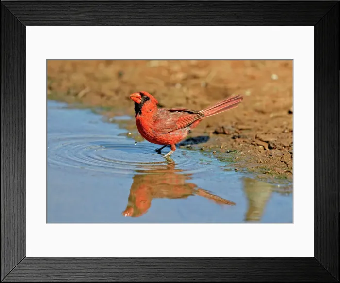 Framed Print : Northern Cardinal (Cardinalis cardinalis) Male, Rio Grande City, Texas, USA Framed Print : Northern Cardinal (Cardinalis cardinalis) Male, Rio Grande City, Texas, USA