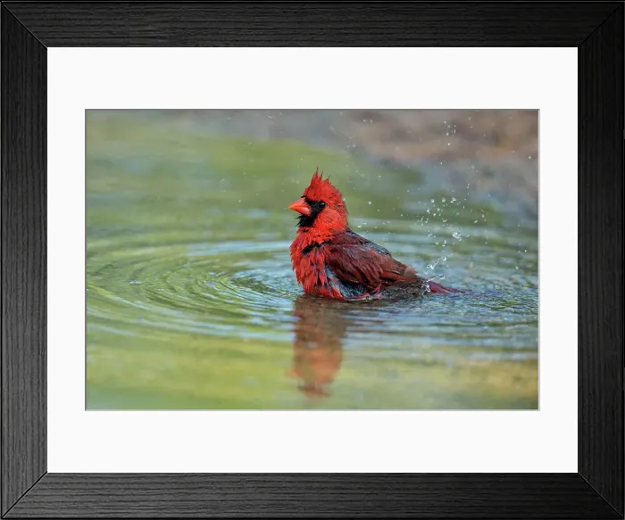 Framed Print : Northern Cardinal (Cardinalis cardinalis) Male bathing, Rio Grande City, Texas, USA Framed Print : Northern Cardinal (Cardinalis cardinalis) Male bathing, Rio Grande City, Texas, USA