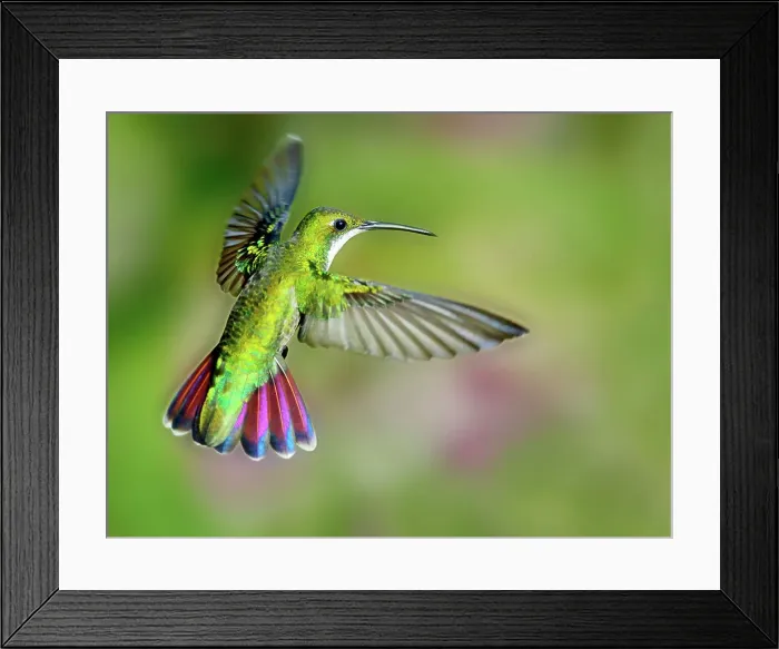 Framed Print : Hummingbird, Trinidad, Republic of Trinidad and Tobago Framed Print : Hummingbird, Trinidad, Republic of Trinidad and Tobago