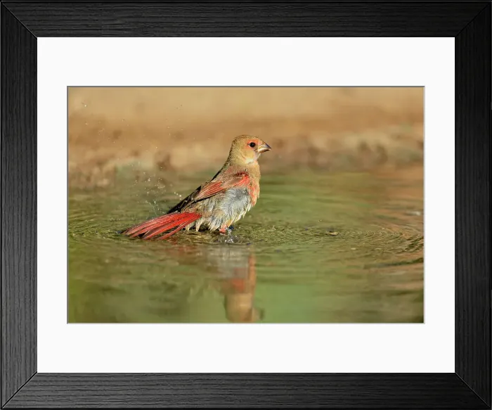 Framed Print : Northern Cardinal (Cardinalis cardinalis) Juvenile bathing in pond, Rio Grande City, Texas, USA Framed Print : Northern Cardinal (Cardinalis cardinalis) Juvenile bathing in pond, Rio Grande City, Texas, USA