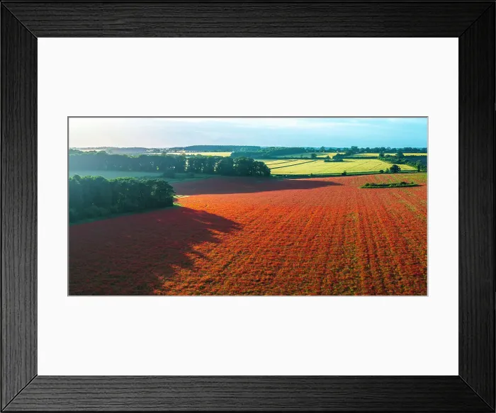 Framed Print : UK, England, Norfolk, Great Massingham, Poppy Field Framed Print : UK, England, Norfolk, Great Massingham, Poppy Field
