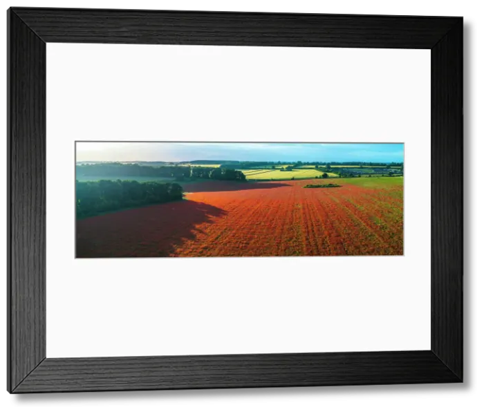 Framed Print : UK, England, Norfolk, Great Massingham, Poppy Field Framed Print : UK, England, Norfolk, Great Massingham, Poppy Field