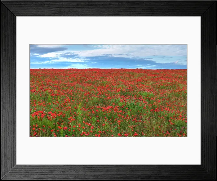 Framed Print : UK, England, Norfolk, Great Massingham, Poppy Field Framed Print : UK, England, Norfolk, Great Massingham, Poppy Field