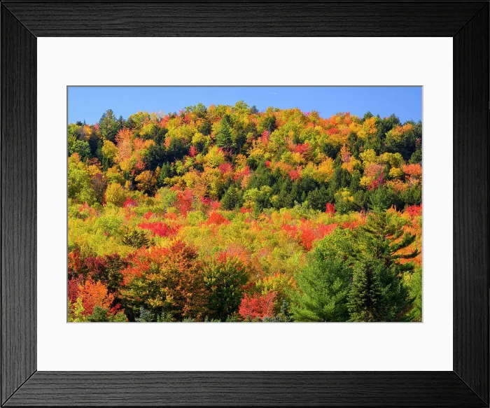 Framed Print : Autumn forest, White Mountain National Forest, New Hampshire, USA Framed Print : Autumn forest, White Mountain National Forest, New Hampshire, USA