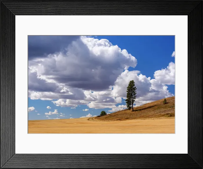 Framed Print : Lone tree overlooking agriultural terrain, south of Spokane US 195, Washington, USA Framed Print : Lone tree overlooking agriultural terrain, south of Spokane US 195, Washington, USA