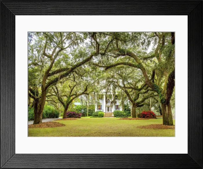 Framed Print : Mc Leod Plantation and Live Oak Trees with Spanish Moss, Charleston, South Carolina, USA Framed Print : Mc Leod Plantation and Live Oak Trees with Spanish Moss, Charleston, South Carolina, USA