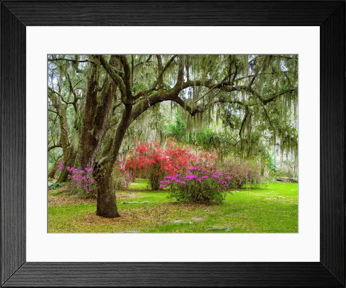 Framed Print : Magnolia Plantation and Garden in Spring Charleston, South Carolina, USA