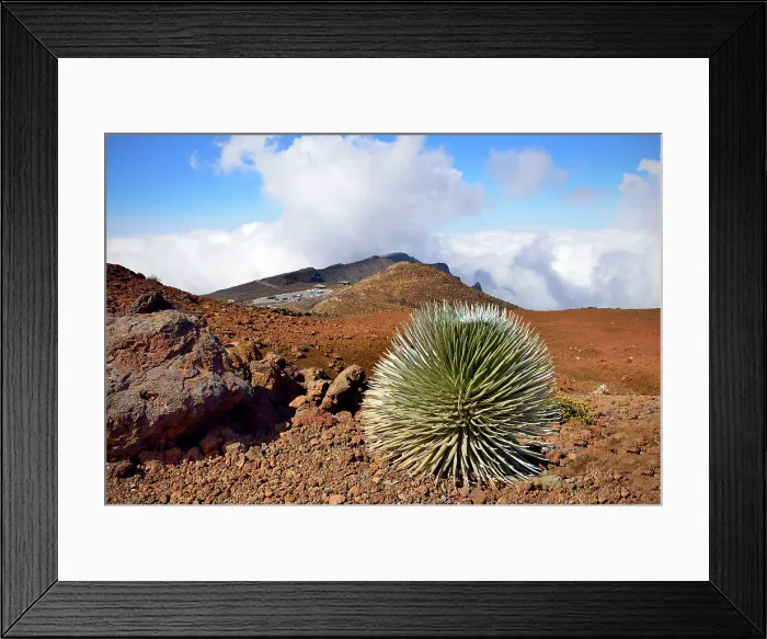 Framed Print : Haleakala National Park, Puu Ula Ula Overlook, Silver Sword Plant, , Maui Hawaii, USA