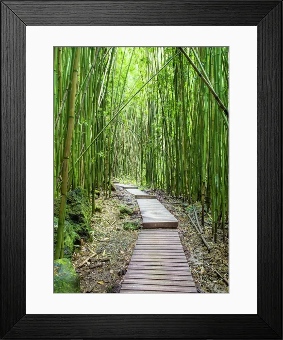 Framed Print : Bamboo Forest, Haleakala National Park, Maui, Hawaii, USA Framed Print : Bamboo Forest, Haleakala National Park, Maui, Hawaii, USA