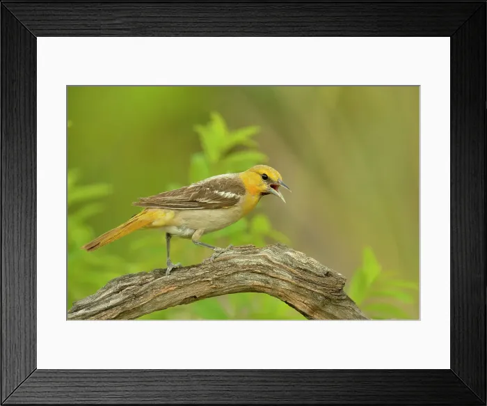 Framed Print : Bullock's Oriole (Icterus bullockii), Rio Grande City, Texas, USA Framed Print : Bullock's Oriole (Icterus bullockii), Rio Grande City, Texas, USA