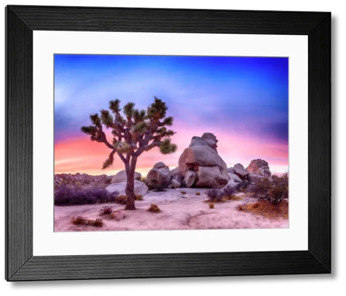 Framed Print : Joshua Tree National Park.San Bernardino County, California, USA Framed Print : Joshua Tree National Park.San Bernardino County, California, USA