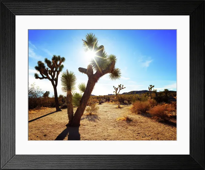 Framed Print : Joshua Tree National Park.San Bernardino County, California, USA Framed Print : Joshua Tree National Park.San Bernardino County, California, USA