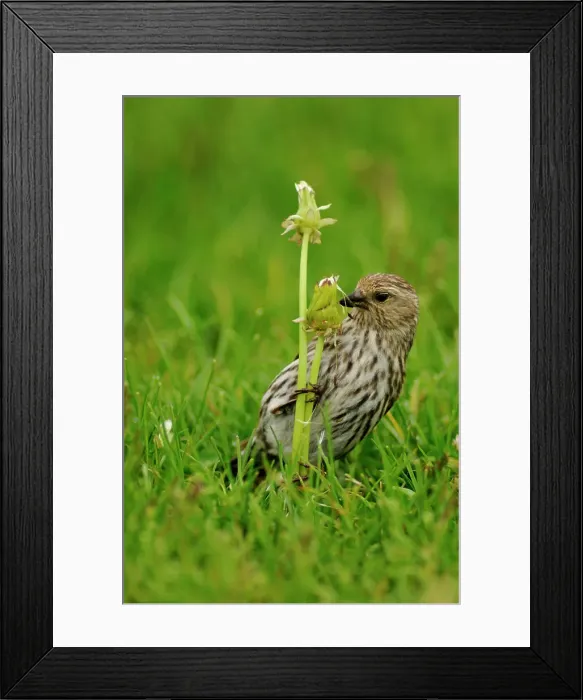 Framed Print : Pine siskin (Carduelis pinus) Feeding on dandelion seeds, Yellowstone NP, Wyoming, USA