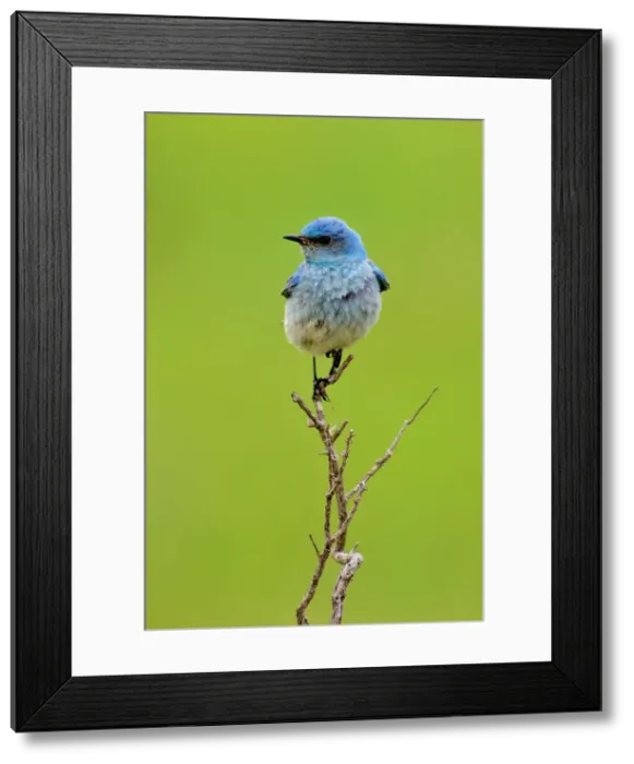 Framed Print : Mountain bluebird (Sialia currocoides), Theodore Roosevelt NP, North Dakota, USA Framed Print : Mountain bluebird (Sialia currocoides), Theodore Roosevelt NP, North Dakota, USA