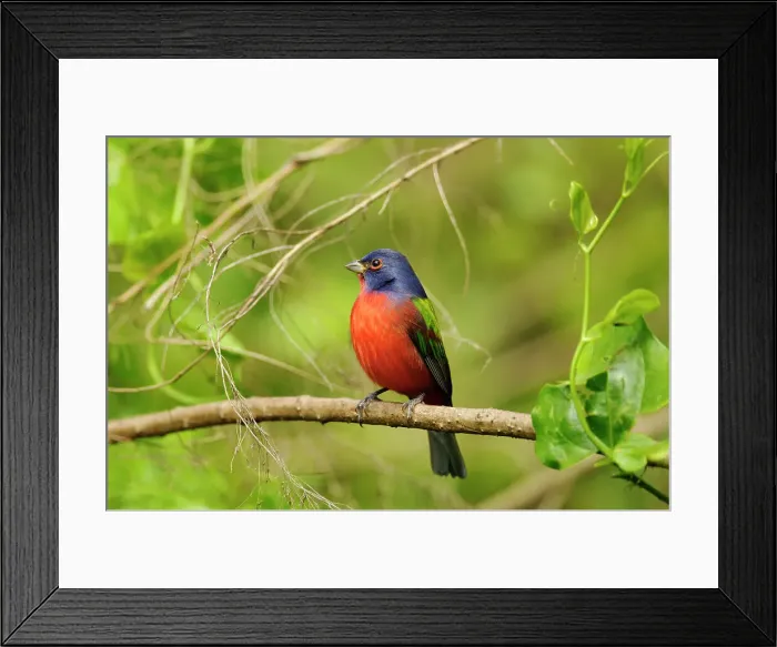 Framed Print : Painted bunting (Passerina ciris) Male, Corkscrew Swamp Sanctuary, Naples, Florida, USA Framed Print : Painted bunting (Passerina ciris) Male, Corkscrew Swamp Sanctuary, Naples, Florida, USA