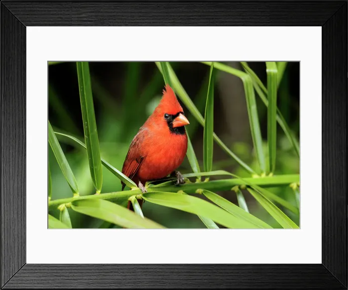 Framed Print : Northern Cardinal (Cardinalis cardinalis), Corkscrew Swamp Sanctuary, Naples, Florida, USA Framed Print : Northern Cardinal (Cardinalis cardinalis), Corkscrew Swamp Sanctuary, Naples, Florida, USA