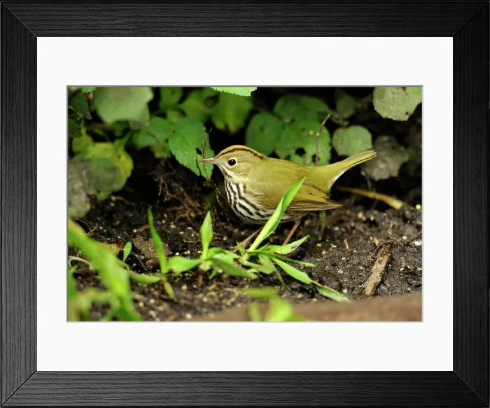 Framed Print : Ovenbird, (eiurus aurocapillus), Corkscrew Swamp Sanctuary, Naples, Florida, USA Framed Print : Ovenbird, (eiurus aurocapillus), Corkscrew Swamp Sanctuary, Naples, Florida, USA