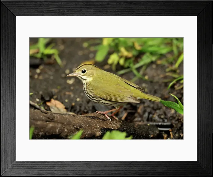 Framed Print : Ovenbird, (eiurus aurocapillus), Corkscrew Swamp Sanctuary, Naples, Florida, USA Framed Print : Ovenbird, (eiurus aurocapillus), Corkscrew Swamp Sanctuary, Naples, Florida, USA