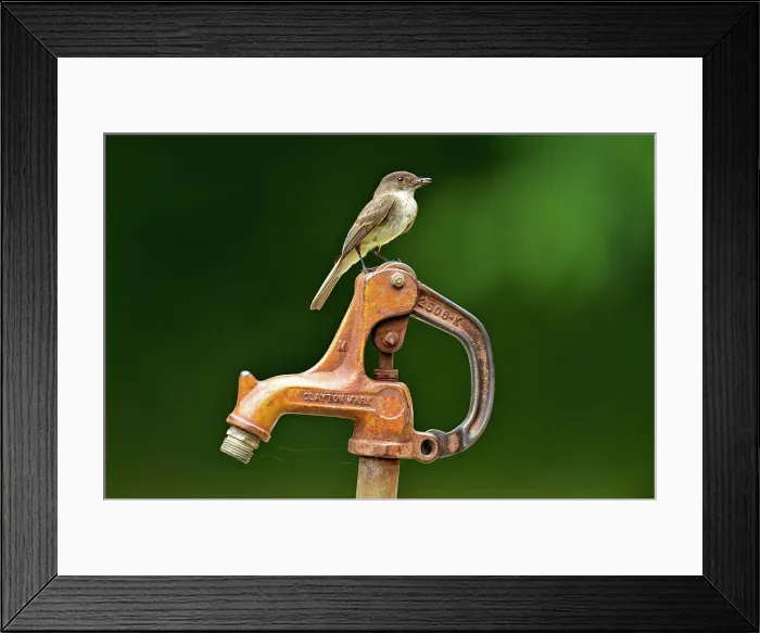 Framed Print : Eastern phoebe (Sayornis phoebe) perched on a pump handle at the Eden Falls trailhead, Buffalo National River (Ponca Unit), Arkansas, USA Framed Print : Eastern phoebe (Sayornis phoebe) perched on a pump handle at the Eden Falls trailhead, Buffalo National River (Ponca Unit), Arkansas, USA