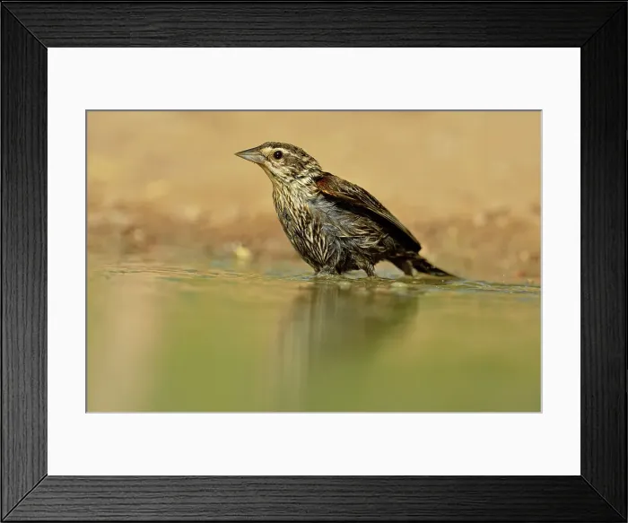 Framed Print : Red-winged blackbird (Agelaius phoeniceus) female bathing, Rio Grande City, Texas, USA Framed Print : Red-winged blackbird (Agelaius phoeniceus) female bathing, Rio Grande City, Texas, USA