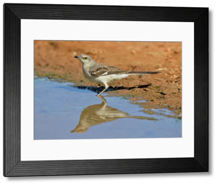 Framed Print : Northern Mockingbird (Mimus polyglottos), Rio Grande City, Texas, USA Framed Print : Northern Mockingbird (Mimus polyglottos), Rio Grande City, Texas, USA