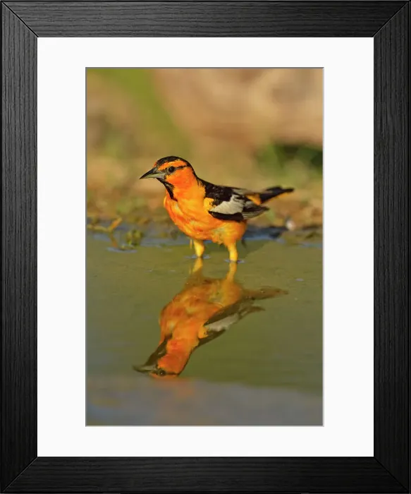 Framed Print : Bullock's Oriole (Icterus bullockii), Rio Grande City, Texas, USA Framed Print : Bullock's Oriole (Icterus bullockii), Rio Grande City, Texas, USA