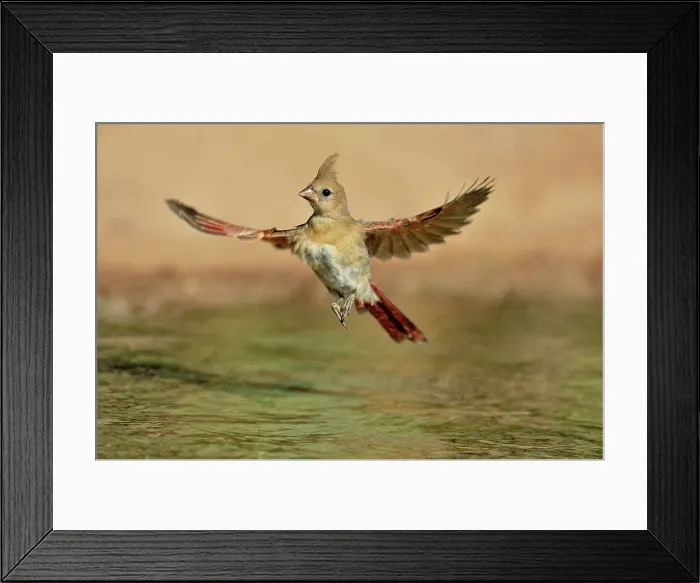 Framed Print : Northern Cardinal (Cardinalis cardinalis) Juvenile bathing in pond, Rio Grande City, Texas, USA Framed Print : Northern Cardinal (Cardinalis cardinalis) Juvenile bathing in pond, Rio Grande City, Texas, USA
