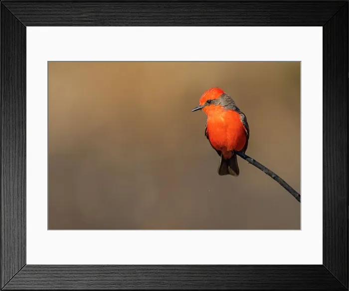 Framed Print : Vermilion flycatcher (Pyrocephalus rubinus), St. Marks NWR, Florida, USA Framed Print : Vermilion flycatcher (Pyrocephalus rubinus), St. Marks NWR, Florida, USA
