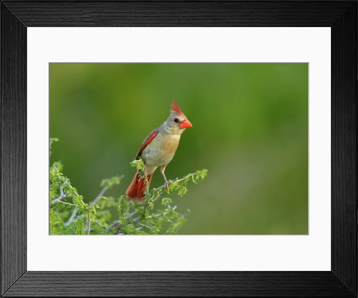 Framed Print : Northern Cardinal (Cardinalis cardinalis) Female, Rio Grande City, Texas, USA Framed Print : Northern Cardinal (Cardinalis cardinalis) Female, Rio Grande City, Texas, USA