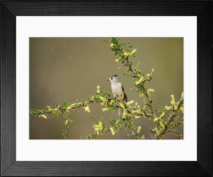 Framed Print : Black-crested Titmouse (Baeolophus atricristatus), Santa Clara Ranch, Starr County, Texas, USA Framed Print : Black-crested Titmouse (Baeolophus atricristatus), Santa Clara Ranch, Starr County, Texas, USA