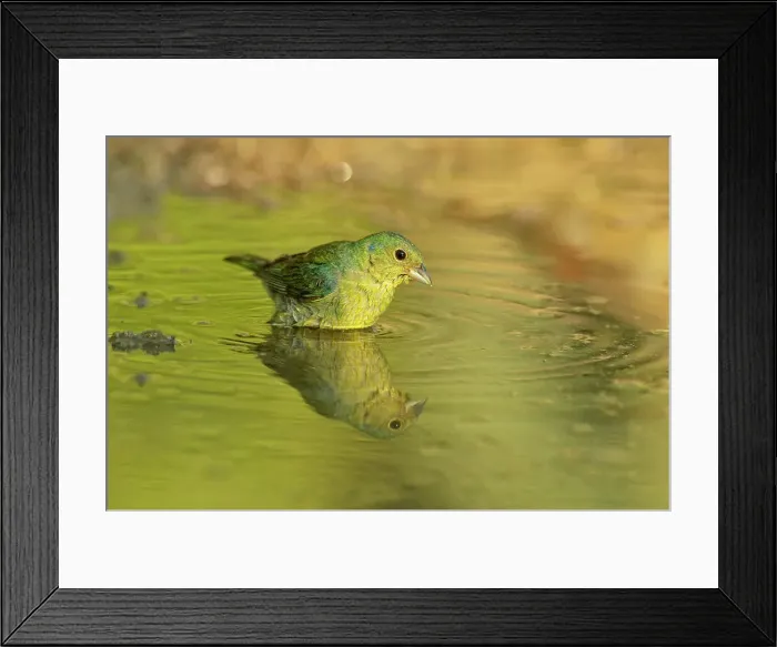 Framed Print : Painted bunting (Passerina ciris) Juvenile male drinking and bathing, Rio Grande City, Texas, USA Framed Print : Painted bunting (Passerina ciris) Juvenile male drinking and bathing, Rio Grande City, Texas, USA