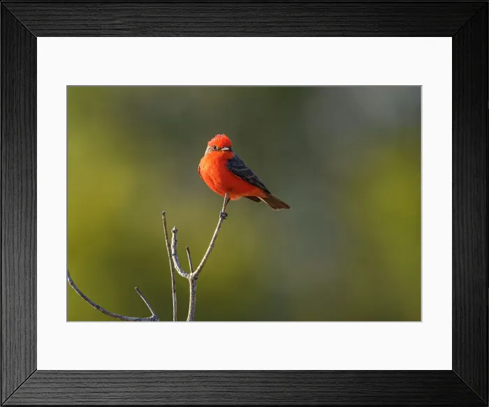 Framed Print : Vermilion flycatcher (Pyrocephalus rubinus) Male, St. Marks NWR, Florida, USA Framed Print : Vermilion flycatcher (Pyrocephalus rubinus) Male, St. Marks NWR, Florida, USA