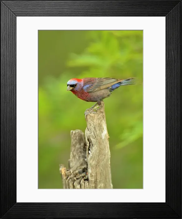 Framed Print : Varied Bunting (Passerina versicolor), Rio Grande City, Texas, USA