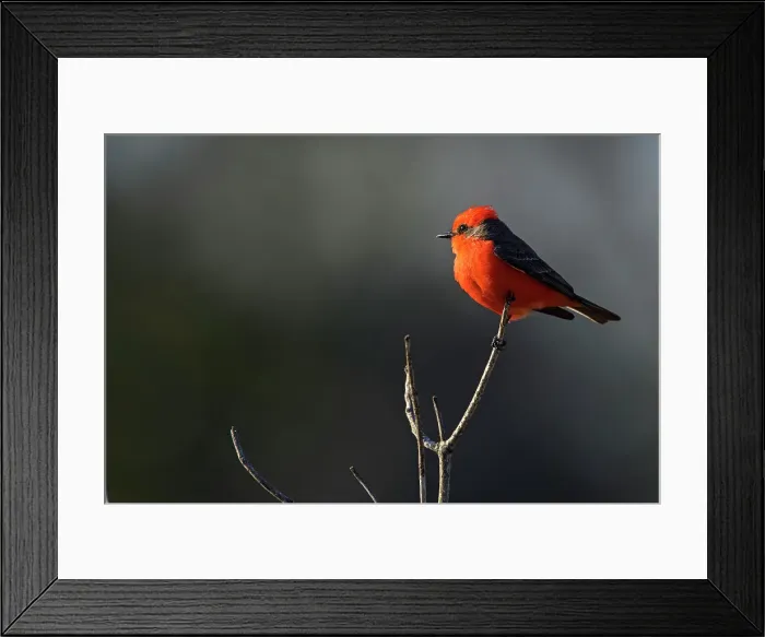 Framed Print : Vermilion flycatcher (Pyrocephalus rubinus) Male, St. Marks NWR, Florida, USA Framed Print : Vermilion flycatcher (Pyrocephalus rubinus) Male, St. Marks NWR, Florida, USA