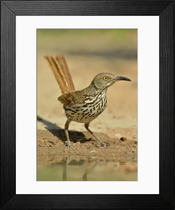 Framed Print : Long-billed Thrasher (Toxostoma longirostre), Rio Grande City, Texas, USA Framed Print : Long-billed Thrasher (Toxostoma longirostre), Rio Grande City, Texas, USA