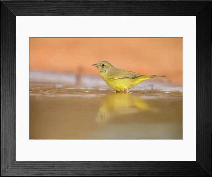 Framed Print : Golden-crowned warbler (Basileuterus culicivorus), Santa Clara Ranch, Starr County, Texas, USA Framed Print : Golden-crowned warbler (Basileuterus culicivorus), Santa Clara Ranch, Starr County, Texas, USA
