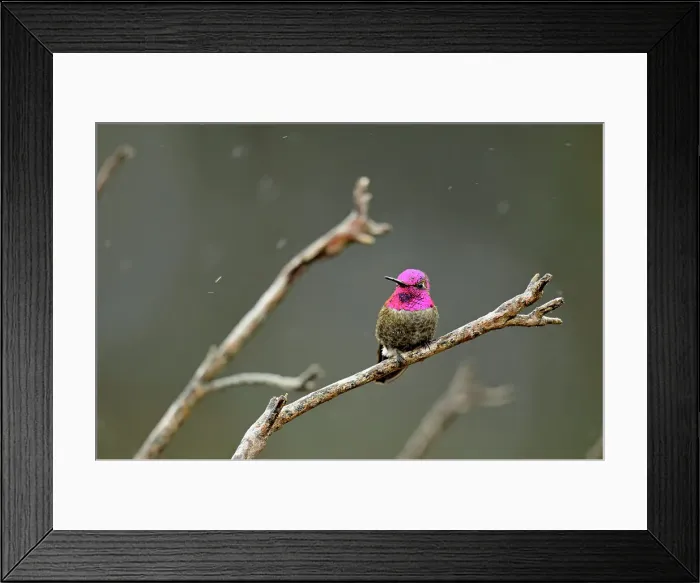 Framed Print : Anna's Hummingbird (Calypte anna), Morro Bay State Park, California, USA