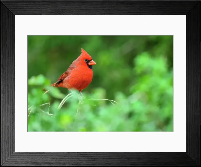 Framed Print : Northern Cardinal (Cardinalis cardinalis) Male, Edinburg Scenic Wetlands, Edinburg, Texas, USA Framed Print : Northern Cardinal (Cardinalis cardinalis) Male, Edinburg Scenic Wetlands, Edinburg, Texas, USA