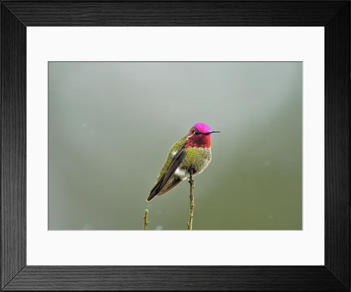 Framed Print : Anna's Hummingbird (Calypte anna), Morro Bay State Park, California, USA