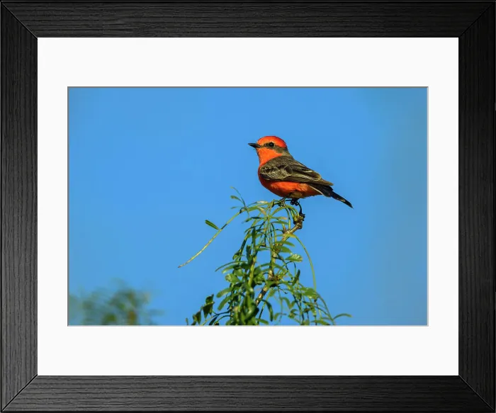 Framed Print : Vermilion flycatcher (Pyrocephalus rubinus) Male, Estero Llano Grande State Park, Weslaco, Texas, USA Framed Print : Vermilion flycatcher (Pyrocephalus rubinus) Male, Estero Llano Grande State Park, Weslaco, Texas, USA