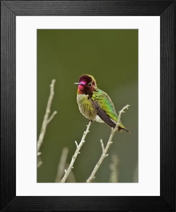 Framed Print : Anna's Hummingbird (Calypte anna), Morro Bay State Park, California, USA