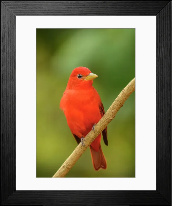 Framed Print : Summer tanager (Piranga rubra), Estero Llano Grande State Park, Weslaco, Texas, USA Framed Print : Summer tanager (Piranga rubra), Estero Llano Grande State Park, Weslaco, Texas, USA