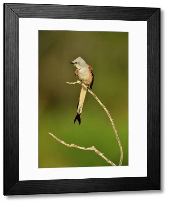 Framed Print : Scissor-tailed Flycatcher (Tyrannus forficatus), Rio Grande City, Texas, USA Framed Print : Scissor-tailed Flycatcher (Tyrannus forficatus), Rio Grande City, Texas, USA