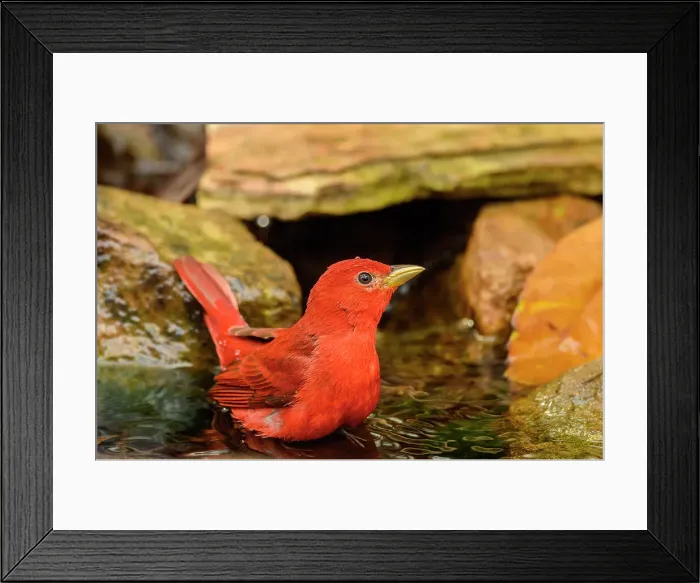 Framed Print : Summer tanager (Piranga rubra), Estero Llano Grande State Park, Weslaco, Texas, USA