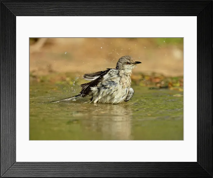 Framed Print : Northern Mockingbird (Mimus polyglottos) wading and bathing, Rio Grande City, Texas, USA Framed Print : Northern Mockingbird (Mimus polyglottos) wading and bathing, Rio Grande City, Texas, USA