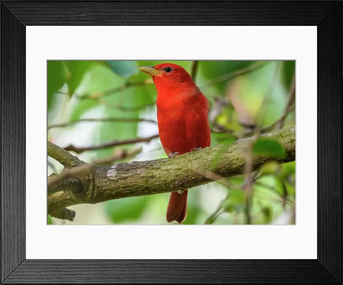 Framed Print : Summer tanager (Piranga rubra), Estero Llano Grande State Park, Weslaco, Texas, USA