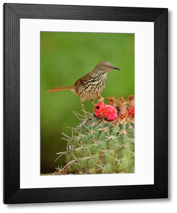 Framed Print : Long-billed thrasher (Toxostoma longirostre), Rio Grande City, Texas, USA