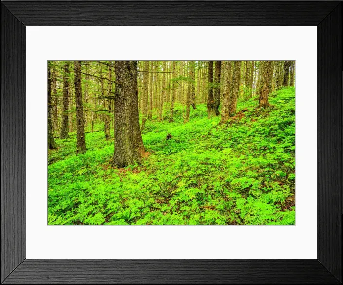 Framed Print : Rainforest understory, Haines- Chilkat state recreation site, Alaska, USA